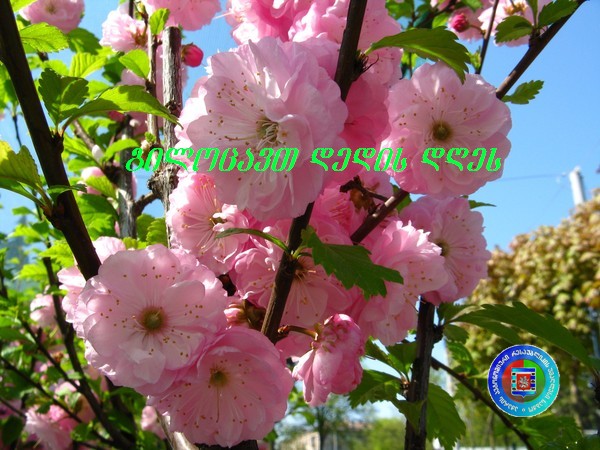 გილოცავთ დედის დღეს