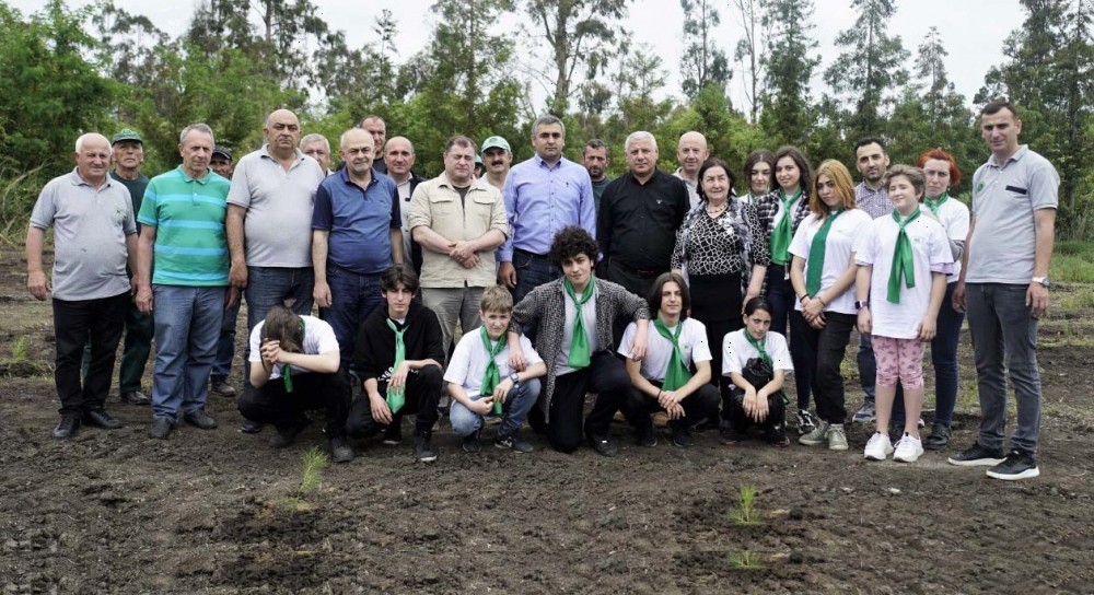  თიკერის სატყეო მეურნეობაში მარადმწვანე ფიჭვის ნერგები დარგეს