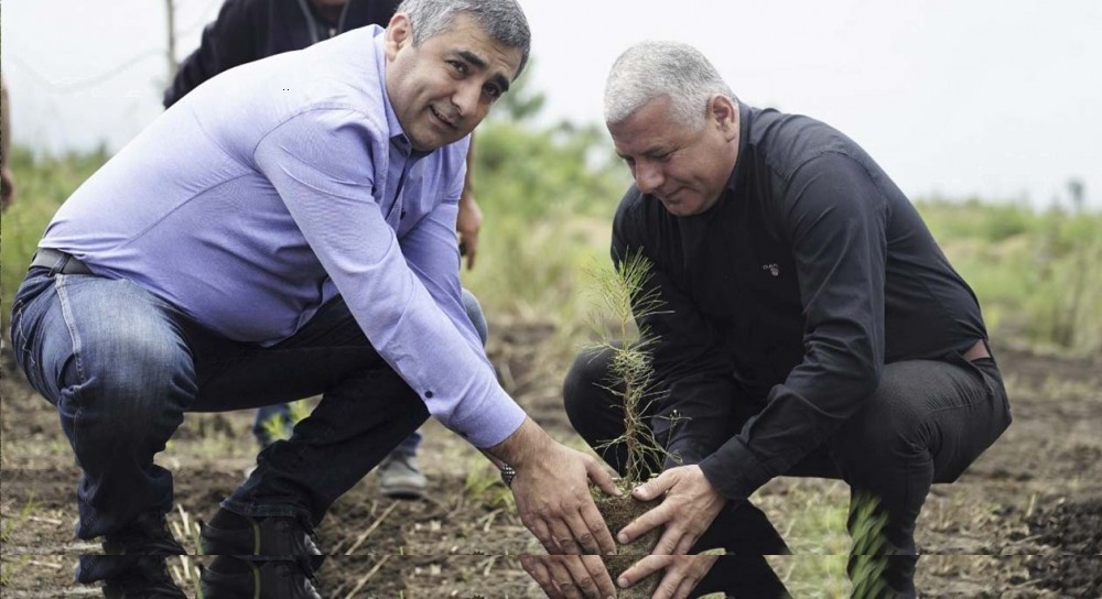  თიკერის სატყეო მეურნეობაში მარადმწვანე ფიჭვის ნერგები დარგეს