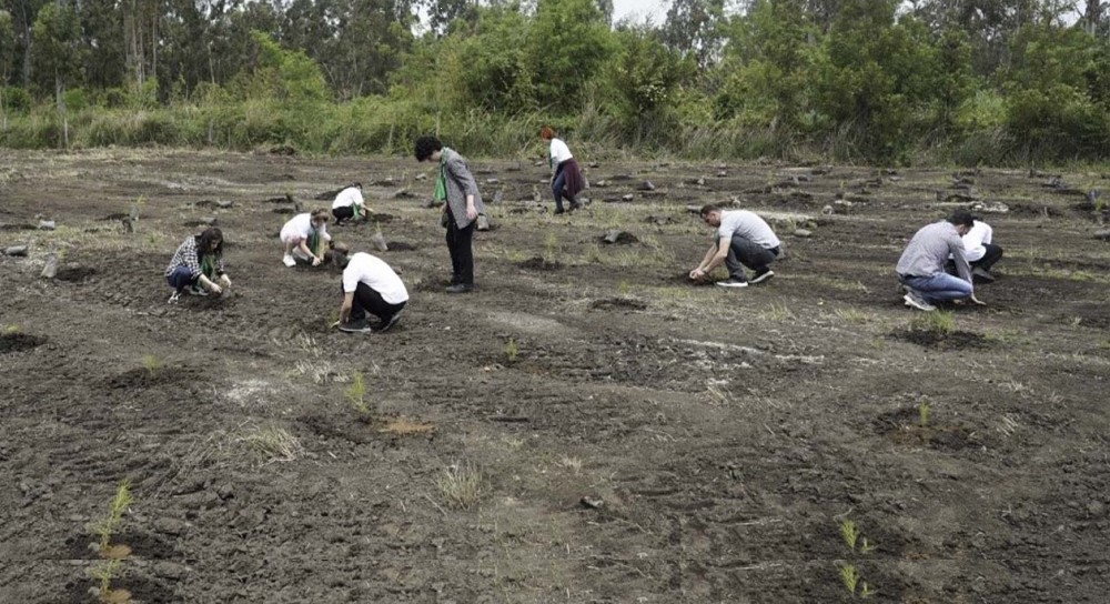  თიკერის სატყეო მეურნეობაში მარადმწვანე ფიჭვის ნერგები დარგეს