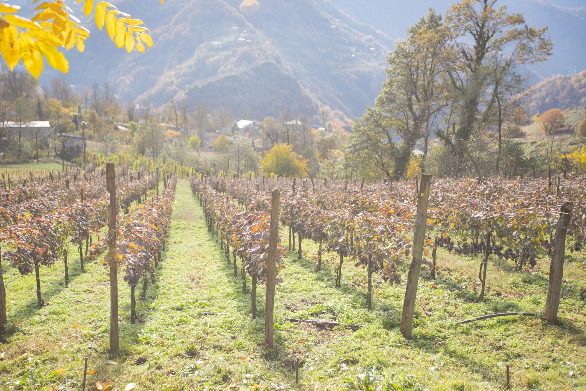  ქედაში ტრადიციული დღესასწაული - ''შემოდგომა ქედაში“ და ,,ქედის ღვინის ფესტივალი“ გაიმართა
