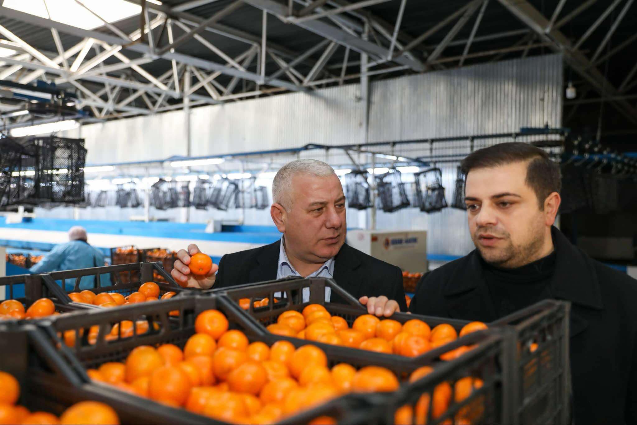 ქობულეთში 16 მილიონ დოლარამდე ღირებულების ციტრუსია ექსპორტირებული