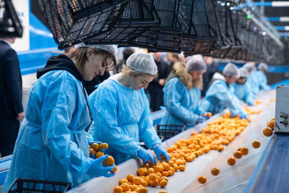 ქობულეთში 16 მილიონ დოლარამდე ღირებულების ციტრუსია ექსპორტირებული