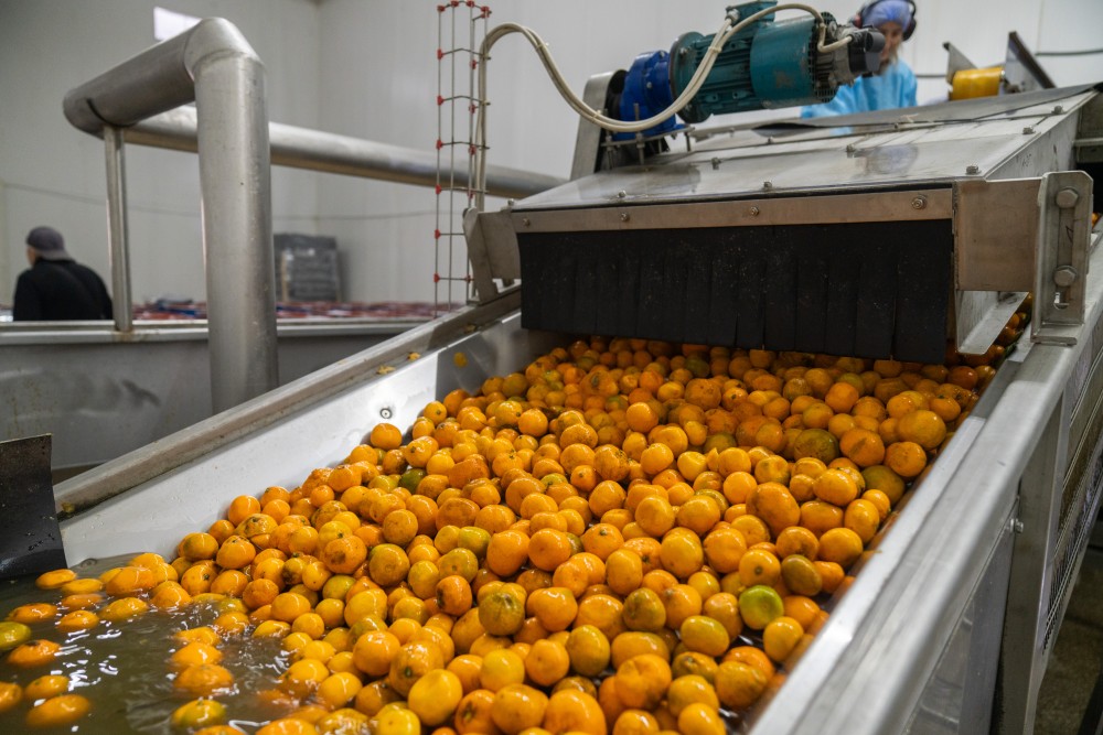 ქობულეთში 16 მილიონ დოლარამდე ღირებულების ციტრუსია ექსპორტირებული