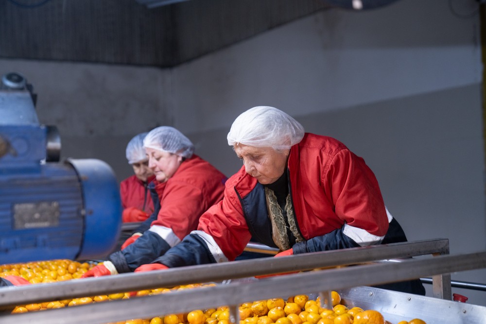 ქობულეთში 16 მილიონ დოლარამდე ღირებულების ციტრუსია ექსპორტირებული