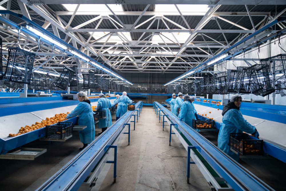 ქობულეთში 16 მილიონ დოლარამდე ღირებულების ციტრუსია ექსპორტირებული