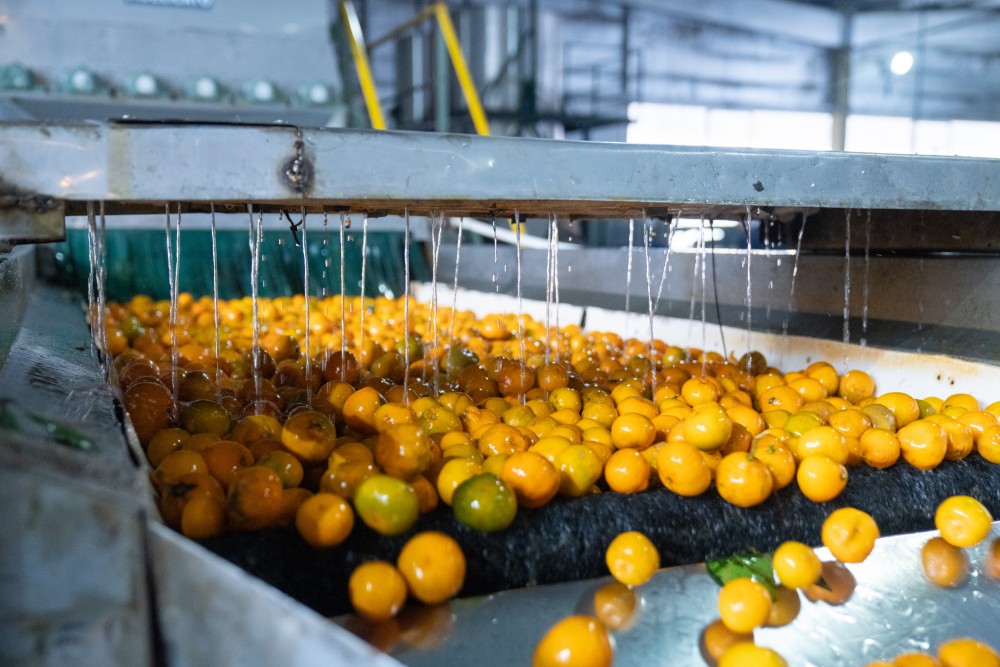 ქობულეთში 16 მილიონ დოლარამდე ღირებულების ციტრუსია ექსპორტირებული