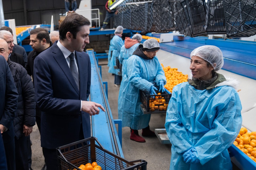ქობულეთში 16 მილიონ დოლარამდე ღირებულების ციტრუსია ექსპორტირებული