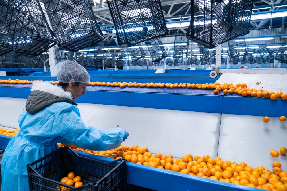 ქობულეთში 16 მილიონ დოლარამდე ღირებულების ციტრუსია ექსპორტირებული