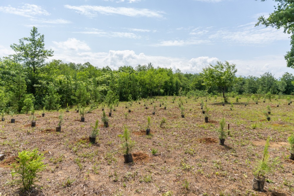   5  ივნისი გარემოს დაცვის საერთაშორისო დღეა!