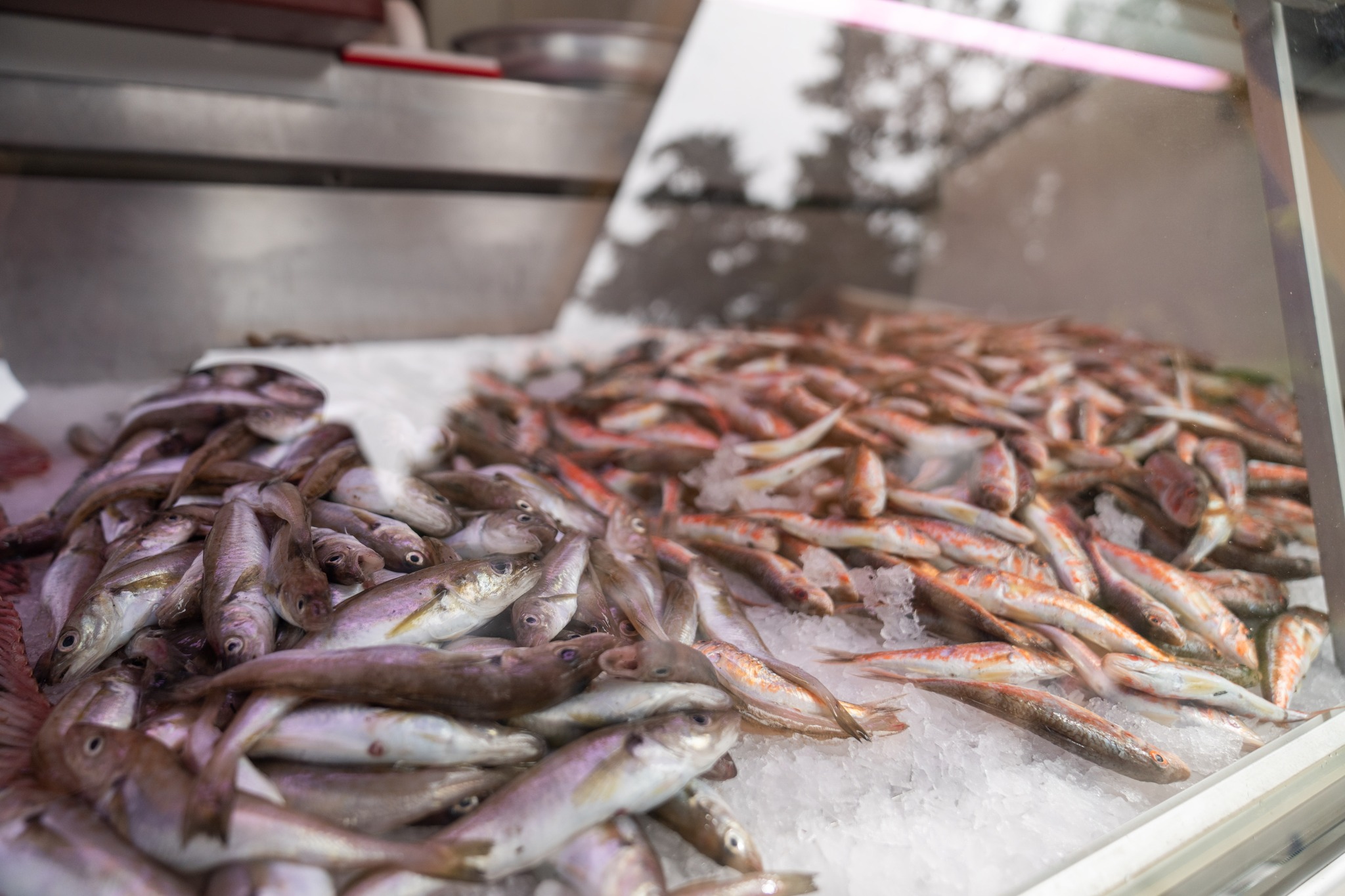 თევზისა და ზღვის პროდუქტების ფესტივალი - 2025