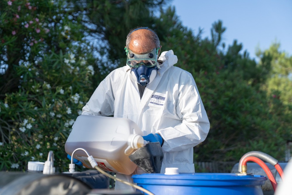 აზიური ფაროსანას წინააღმდეგ ბრძოლა აქტიურად მიმდინარეობს