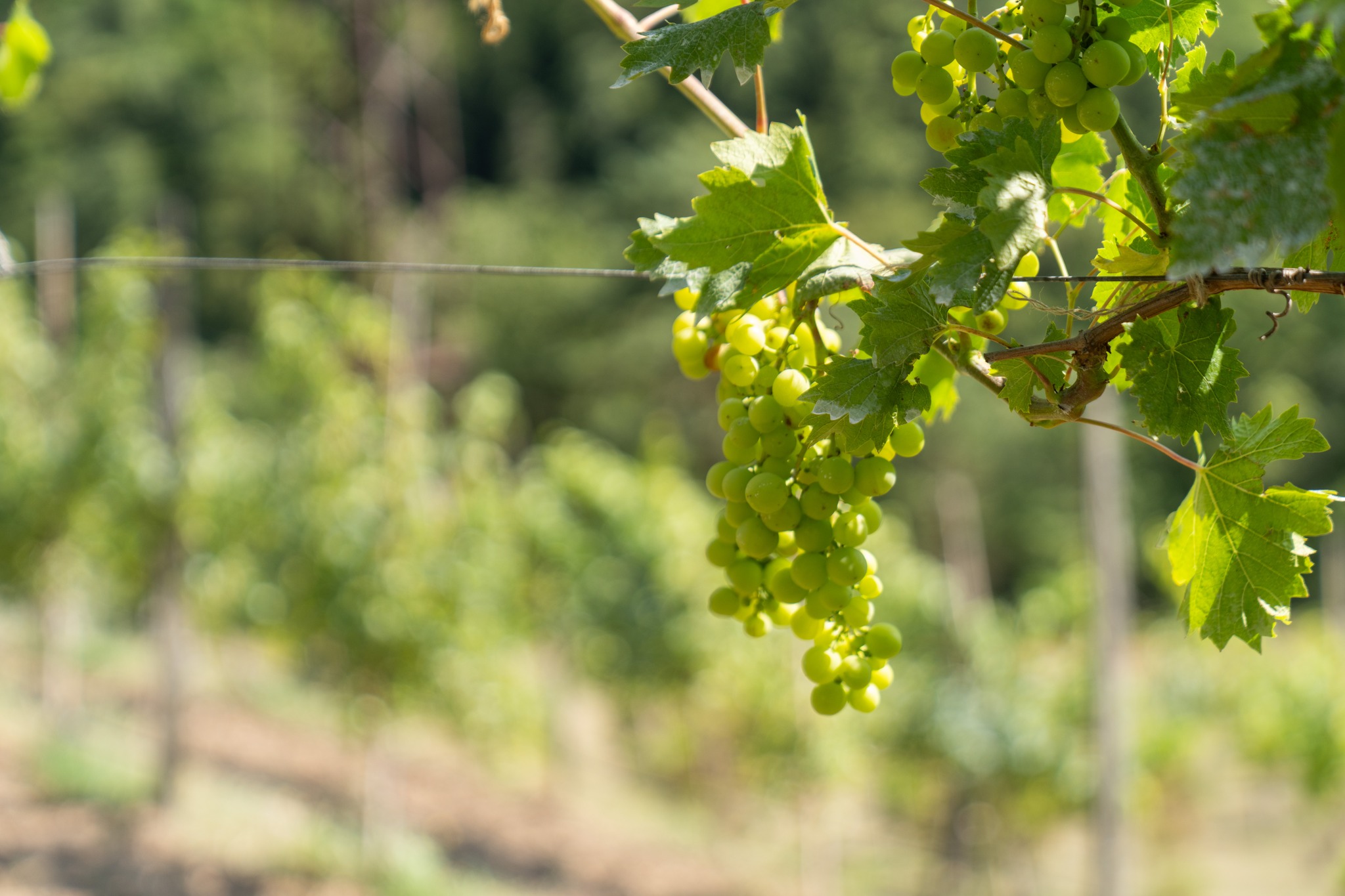 ფრიფონ ფუტკარაძე - ჩვენთვის პრიორიტეტი მოსახლეობის საჭიროებების მაქსიმალურად გათვალისწინებაა