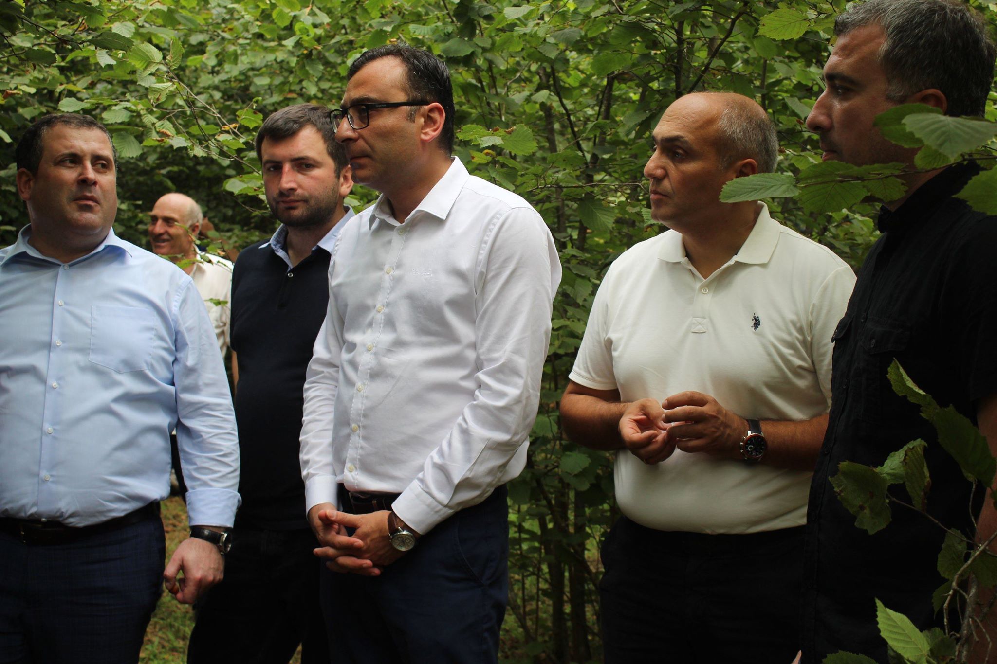 ქობულეთში თხილის მოსავალს იღებენ