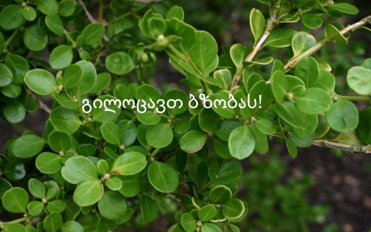 გილოცავთ ბზობას!