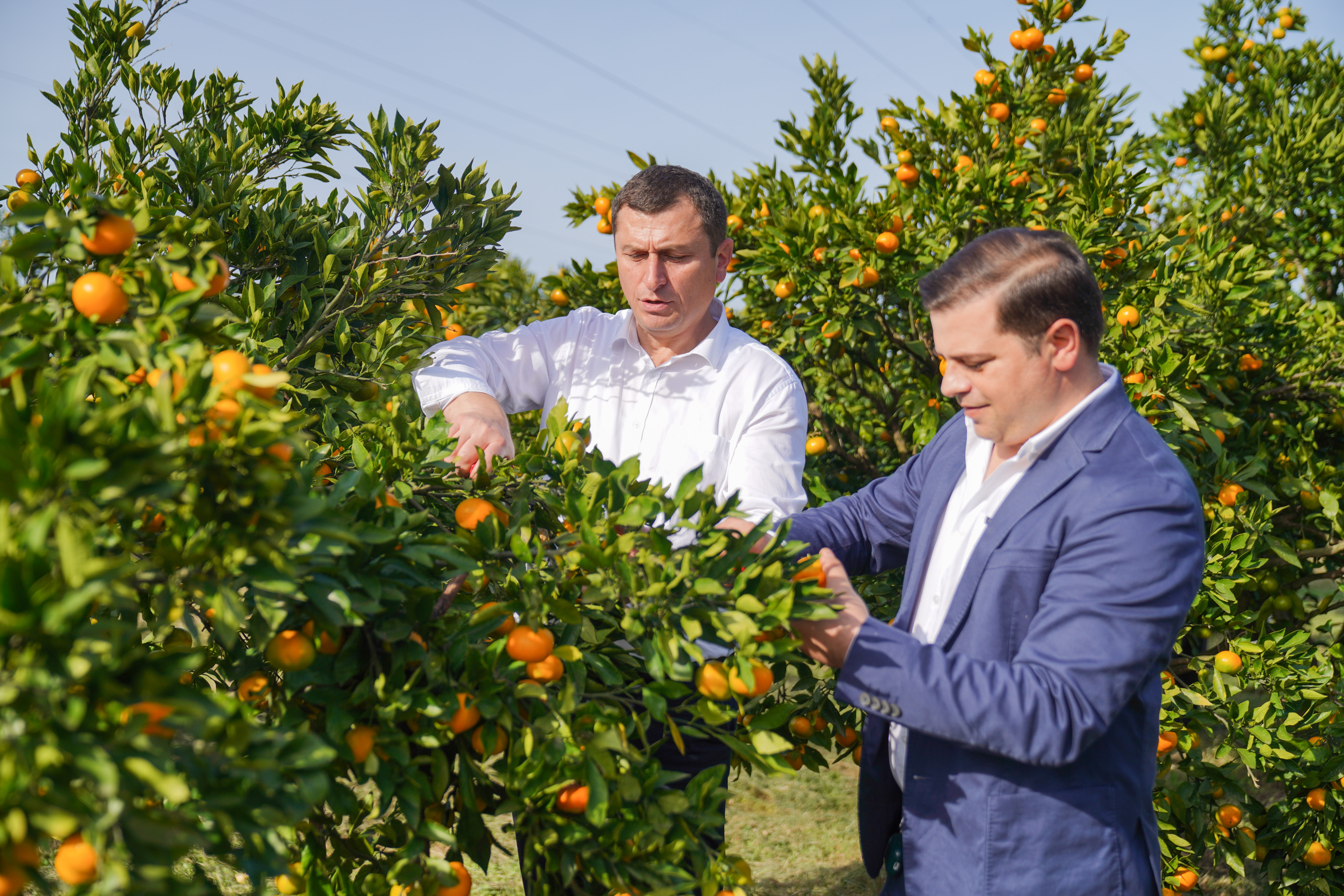 ჩაქვში ციტრუსის რეალიზაციის ხელშეწყობის საკოორდინაციო შტაბი ამოქმედდა