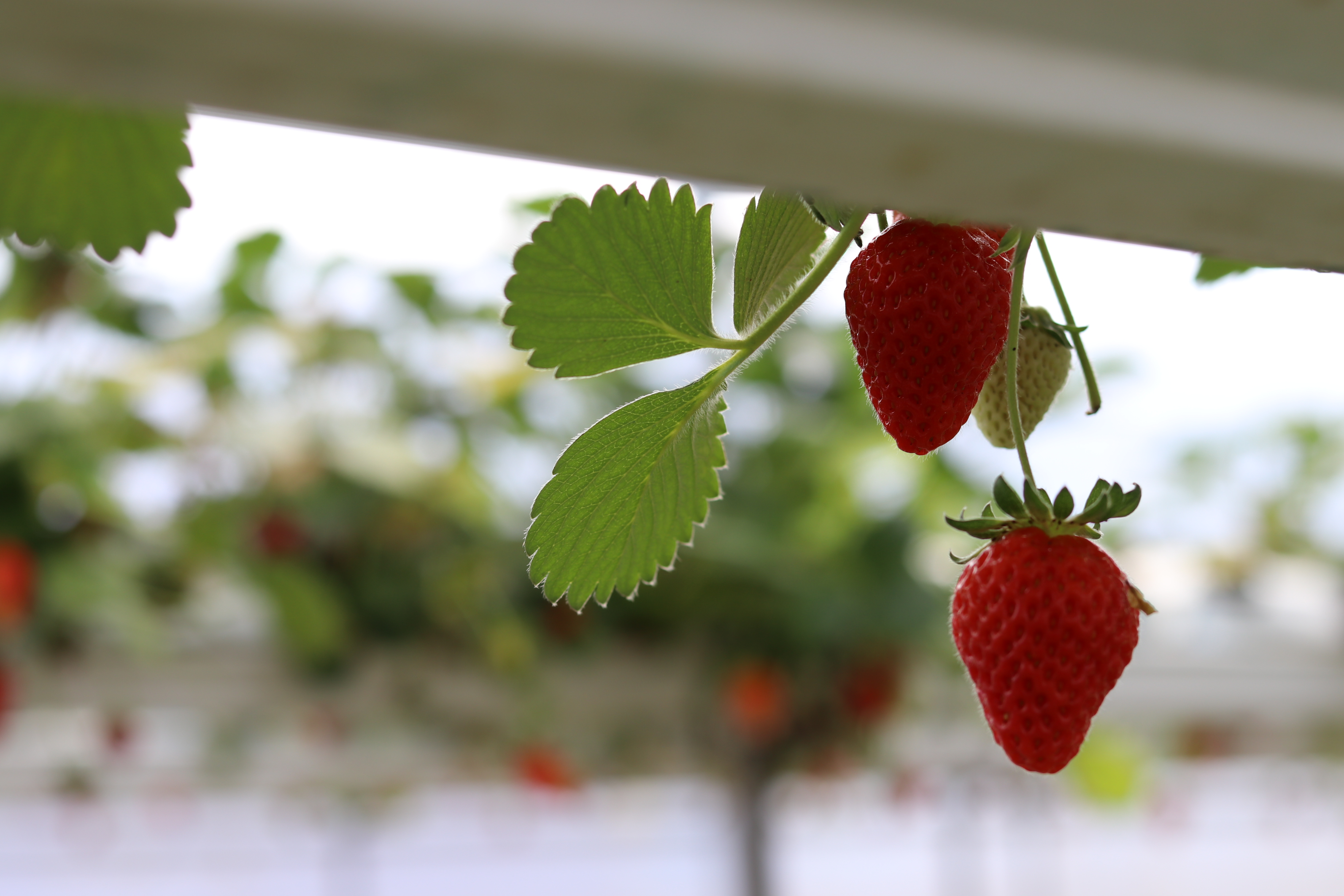 ადამიანის უფლებათა დაცვის საკითხთა კომიტეტის სხდომა 