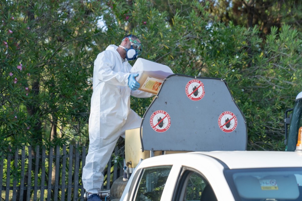 აზიურ ფაროსანასთან ბრძოლის ღონისძიებები ქობულეთის მუნიციპალიტეტში გრძელდება