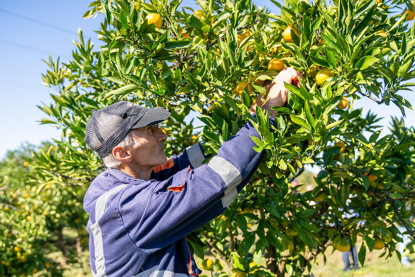 ქობულეთში ციტრუსის რეალიზაციის ხელშეწყობის საკოორდინაციო შტაბი ამოქმედდა