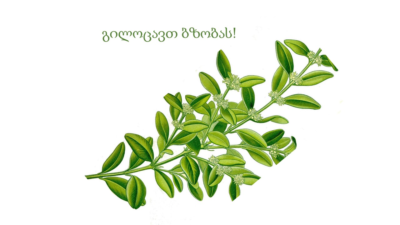 გილოცავთ ბზობას!