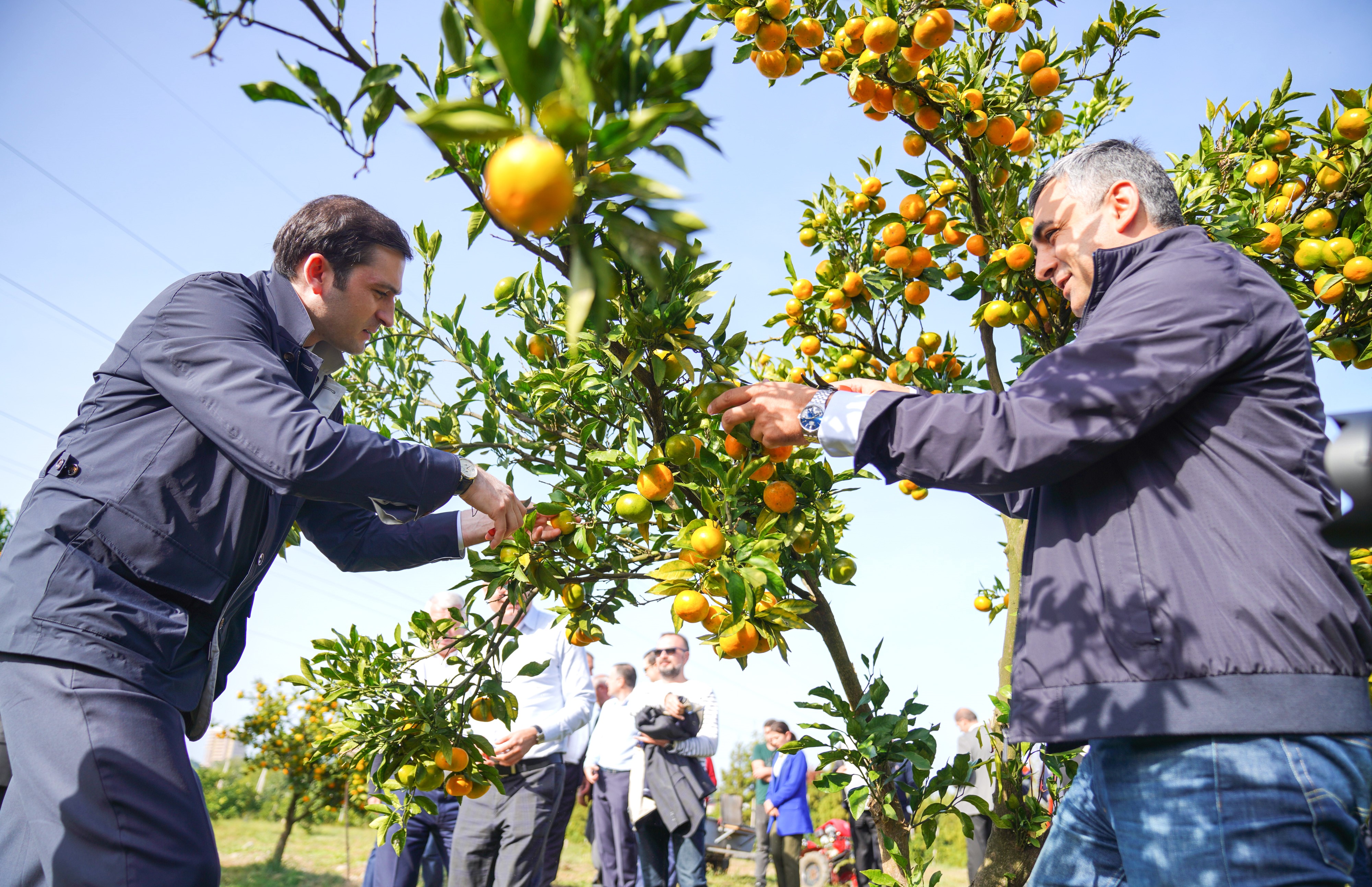 ჩაქვში ციტრუსის რეალიზაციის ხელშეწყობის საკოორდინაციო შტაბი ამოქმედდა